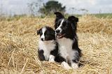 BORDER COLLIE 625